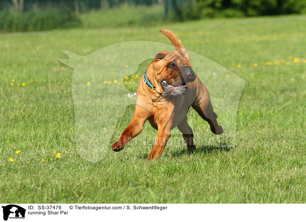 rennender Shar Pei / running Shar Pei / SS-37476