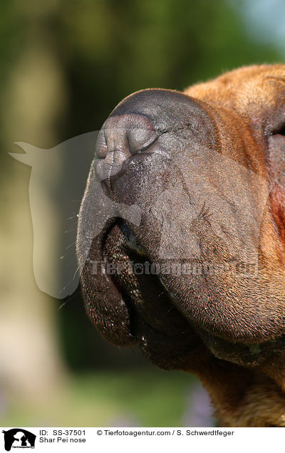 Shar Pei Nase / Shar Pei nose / SS-37501