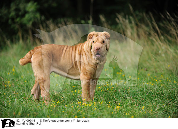 stehender Shar Pei / standing Shar Pei / YJ-09014