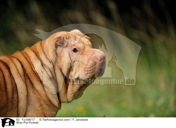 Shar Pei Portrait / Shar Pei Portrait / YJ-09017