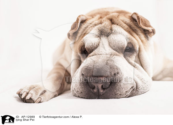 liegender Shar Pei / lying Shar Pei / AP-12989