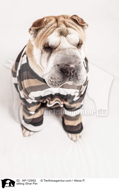 sitzender Shar Pei / sitting Shar Pei / AP-12992