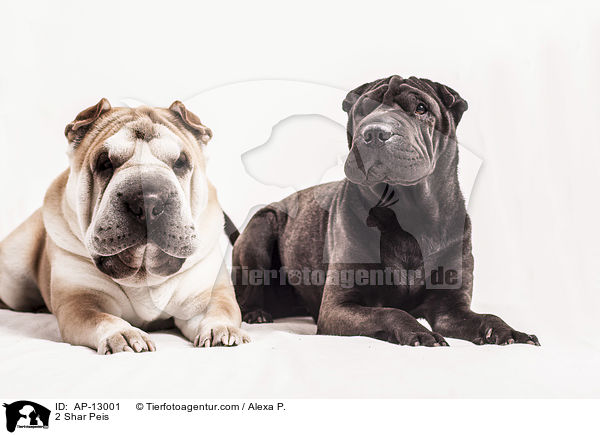 2 Shar Peis / 2 Shar Peis / AP-13001