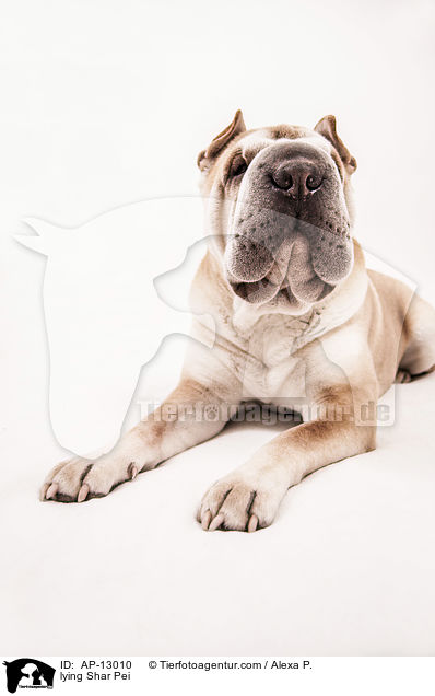 liegender Shar Pei / lying Shar Pei / AP-13010