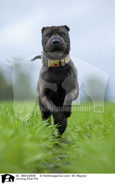 rennender Shar Pei / running Shar Pei / MW-09896