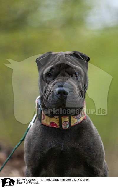 Shar Pei Portrait / Shar Pei Portrait / MW-09901