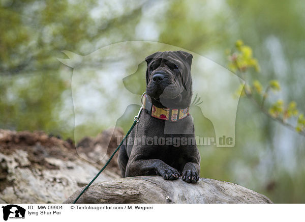 liegender Shar Pei / lying Shar Pei / MW-09904