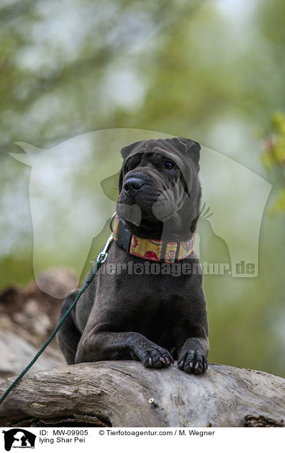 liegender Shar Pei / lying Shar Pei / MW-09905