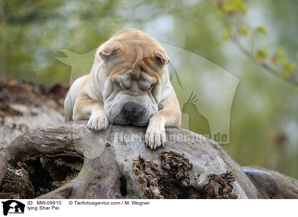 liegender Shar Pei / lying Shar Pei / MW-09910