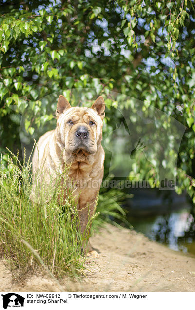 stehender Shar Pei / standing Shar Pei / MW-09912