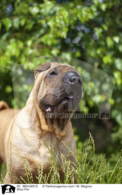 Shar Pei / Shar Pei / MW-09915