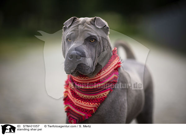 stehender Shar Pei / standing shar pei / STM-01057