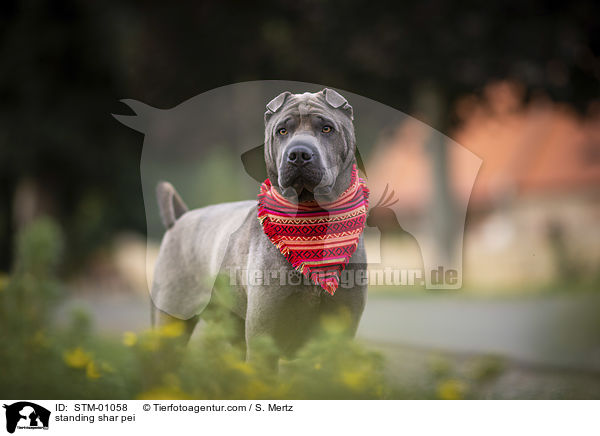 stehender Shar Pei / standing shar pei / STM-01058