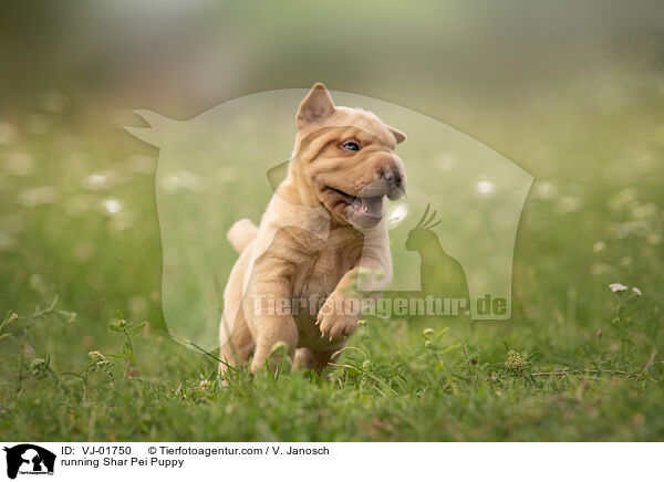 rennender Shar Pei Welpe / running Shar Pei Puppy / VJ-01750