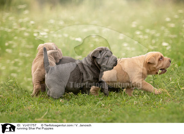 rennende Shar Pei Welpen / running Shar Pei Puppies / VJ-01757