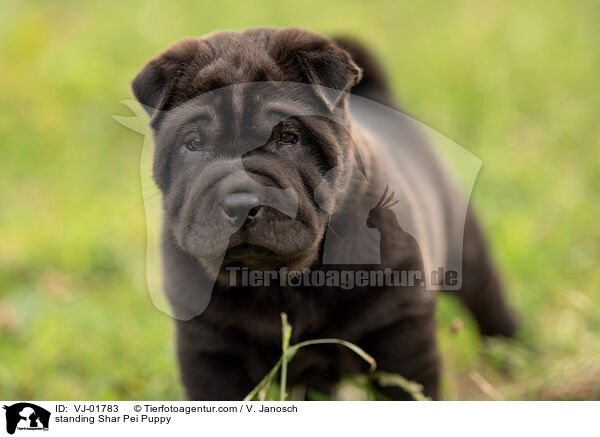 stehender Shar Pei Welpe / standing Shar Pei Puppy / VJ-01783