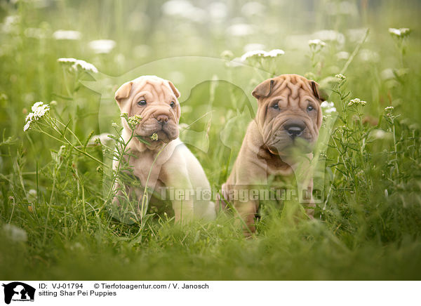 sitzende Shar Pei Welpen / sitting Shar Pei Puppies / VJ-01794