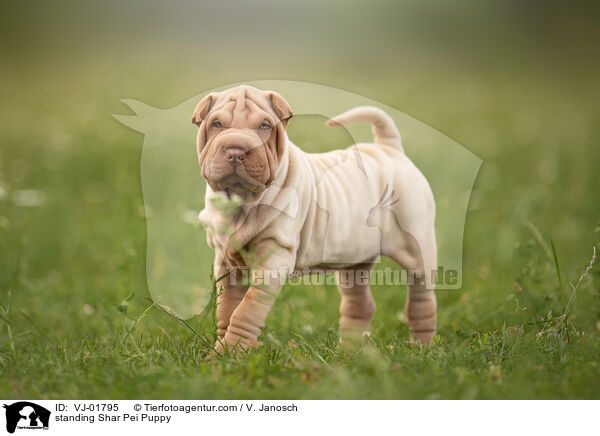 stehender Shar Pei Welpe / standing Shar Pei Puppy / VJ-01795