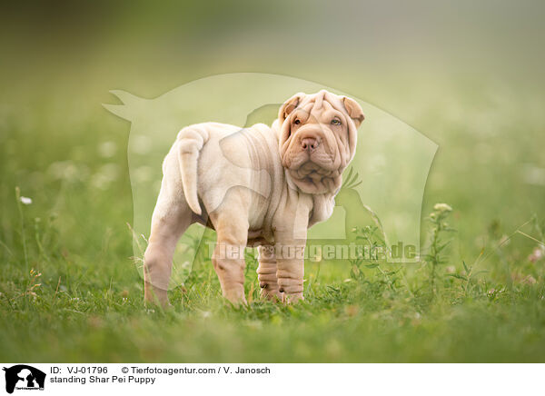 stehender Shar Pei Welpe / standing Shar Pei Puppy / VJ-01796