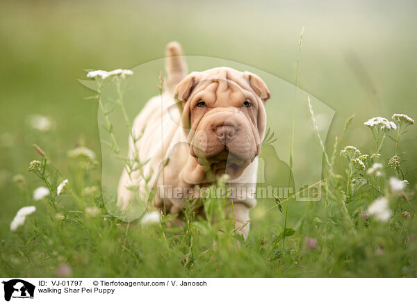 laufender Shar Pei Welpe / walking Shar Pei Puppy / VJ-01797