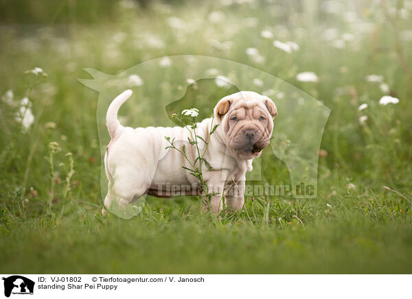 stehender Shar Pei Welpe / standing Shar Pei Puppy / VJ-01802