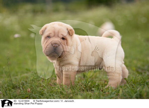 stehender Shar Pei Welpe / standing Shar Pei Puppy / VJ-01804