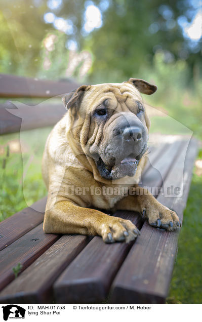 liegender Shar Pei / lying Shar Pei / MAH-01758