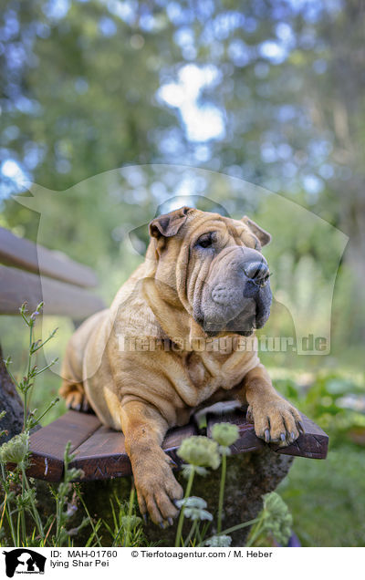 liegender Shar Pei / lying Shar Pei / MAH-01760