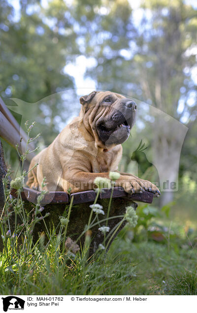 liegender Shar Pei / lying Shar Pei / MAH-01762