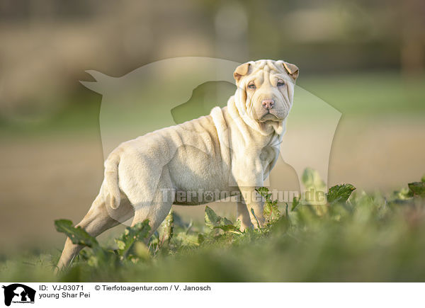 junger Shar Pei / young Shar Pei / VJ-03071