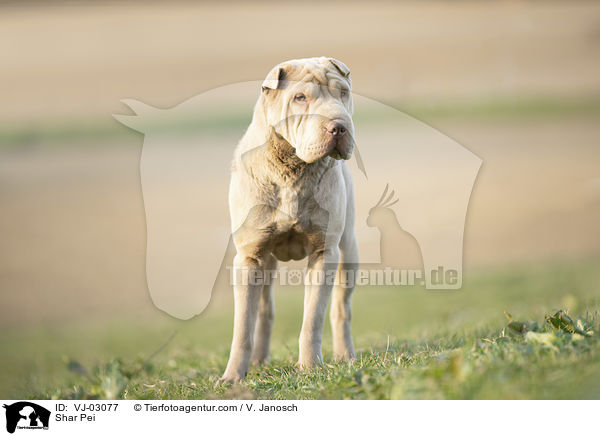 Shar Pei / Shar Pei / VJ-03077