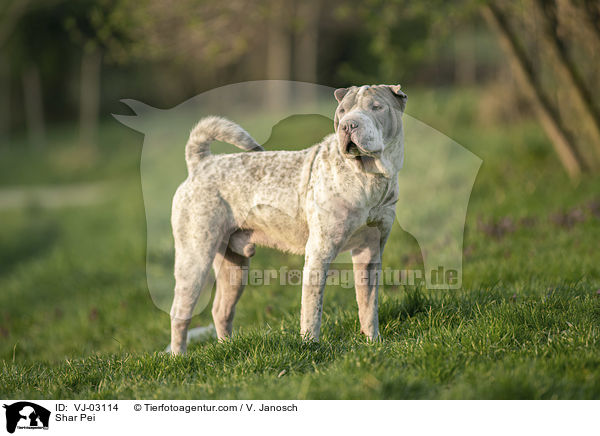 Shar Pei / Shar Pei / VJ-03114