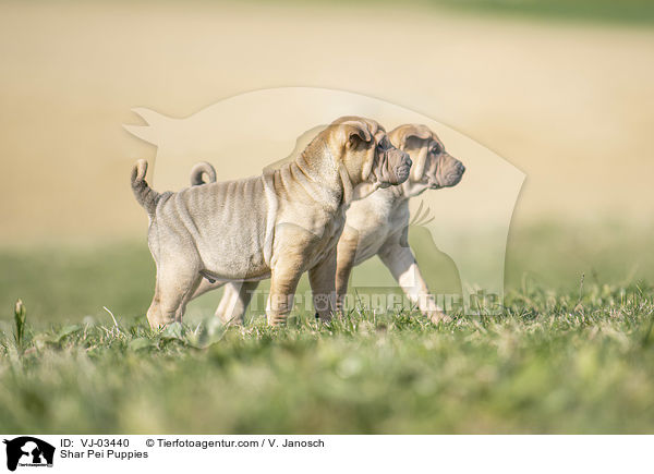 Shar Pei Welpen / Shar Pei Puppies / VJ-03440