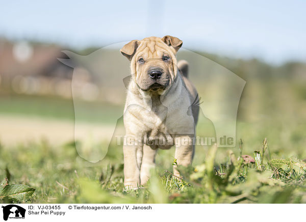 Shar Pei Welpe / Shar Pei Puppy / VJ-03455