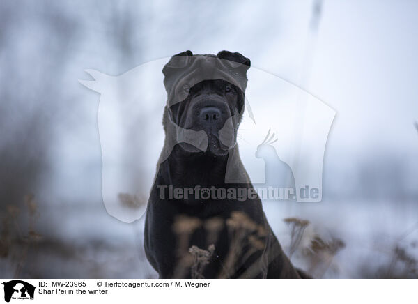 Shar Pei im Winter / Shar Pei in the winter / MW-23965