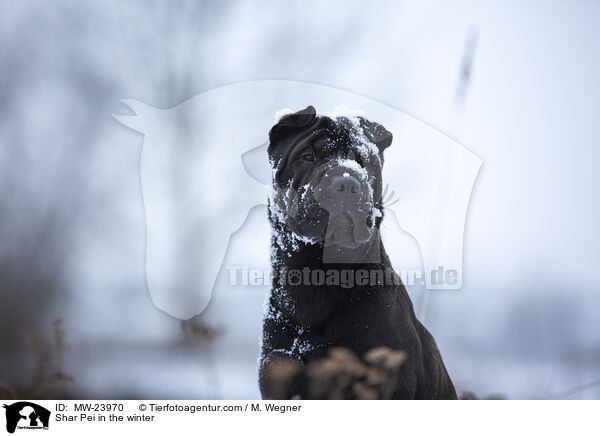 Shar Pei im Winter / Shar Pei in the winter / MW-23970