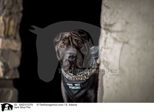 dunkler Shar Pei / dark Shar Pei / SAD-01279