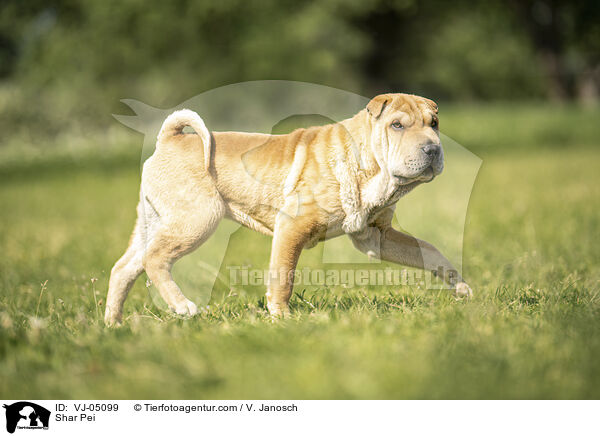 Shar Pei / Shar Pei / VJ-05099