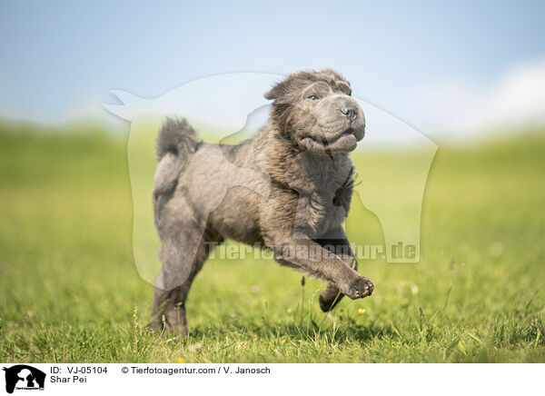 Shar Pei / Shar Pei / VJ-05104