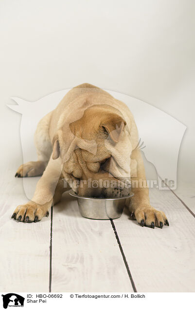 Shar Pei / Shar Pei / HBO-06692