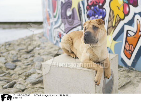 Shar Pei / Shar Pei / HBO-06703