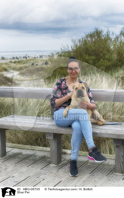 Shar Pei / Shar Pei / HBO-06705