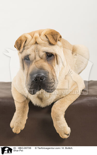 Shar Pei / HBO-06706