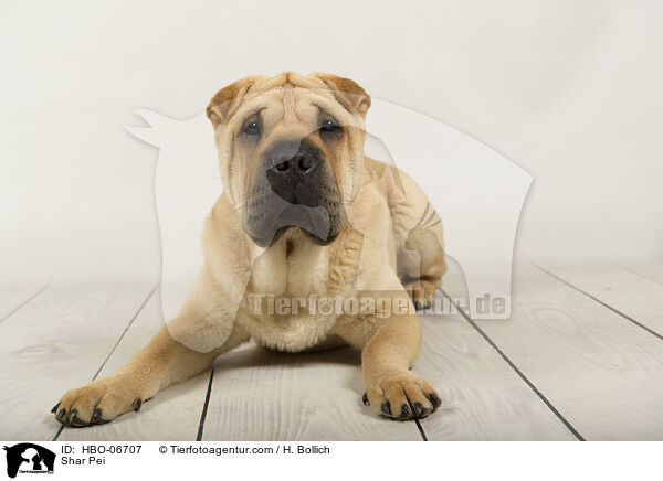 Shar Pei / Shar Pei / HBO-06707