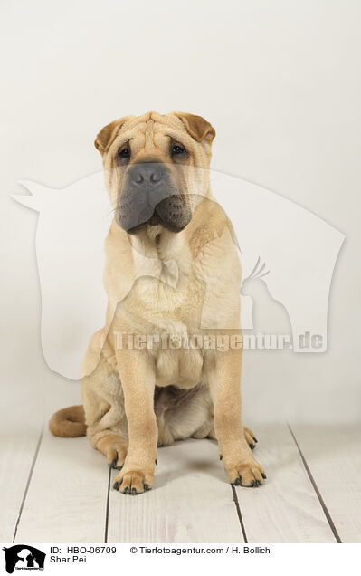 Shar Pei / Shar Pei / HBO-06709