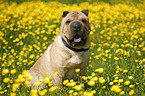 sitting Shar Pei