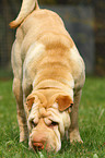 Shar Pei