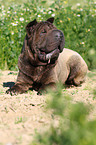 lying Shar Pei