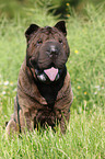 sitting Shar Pei