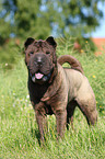 Shar Pei